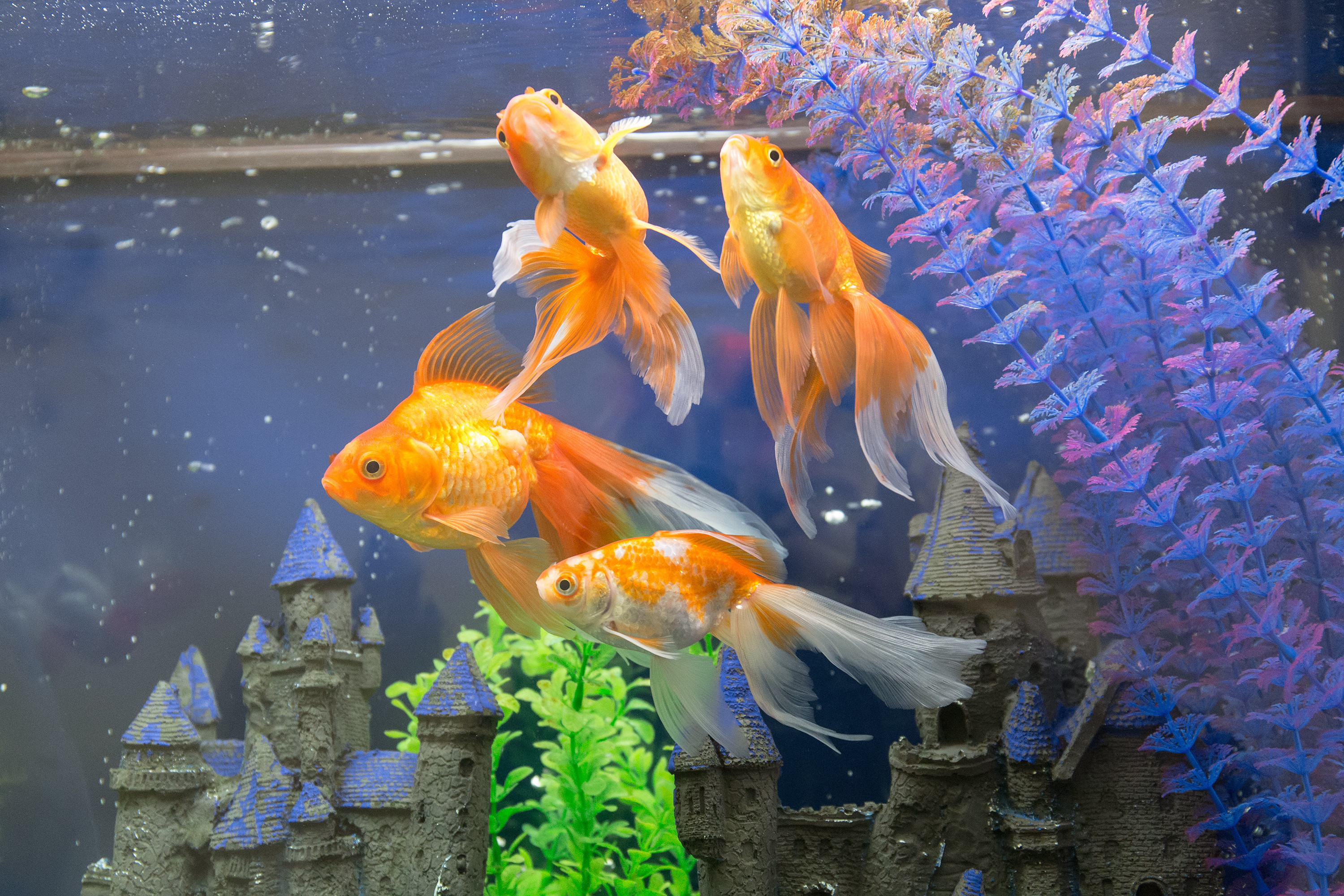 The Rise of Nano Aquariums: Small Tanks, Big Impact The Rise of Nano Aquariums: Small Tanks, Big Impact