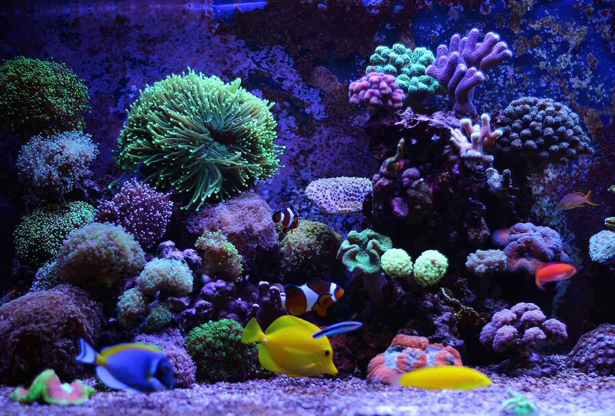 Top 10 Aquarium Trends to Watch in 2024 Top 10 Aquarium Trends to Watch in 2024