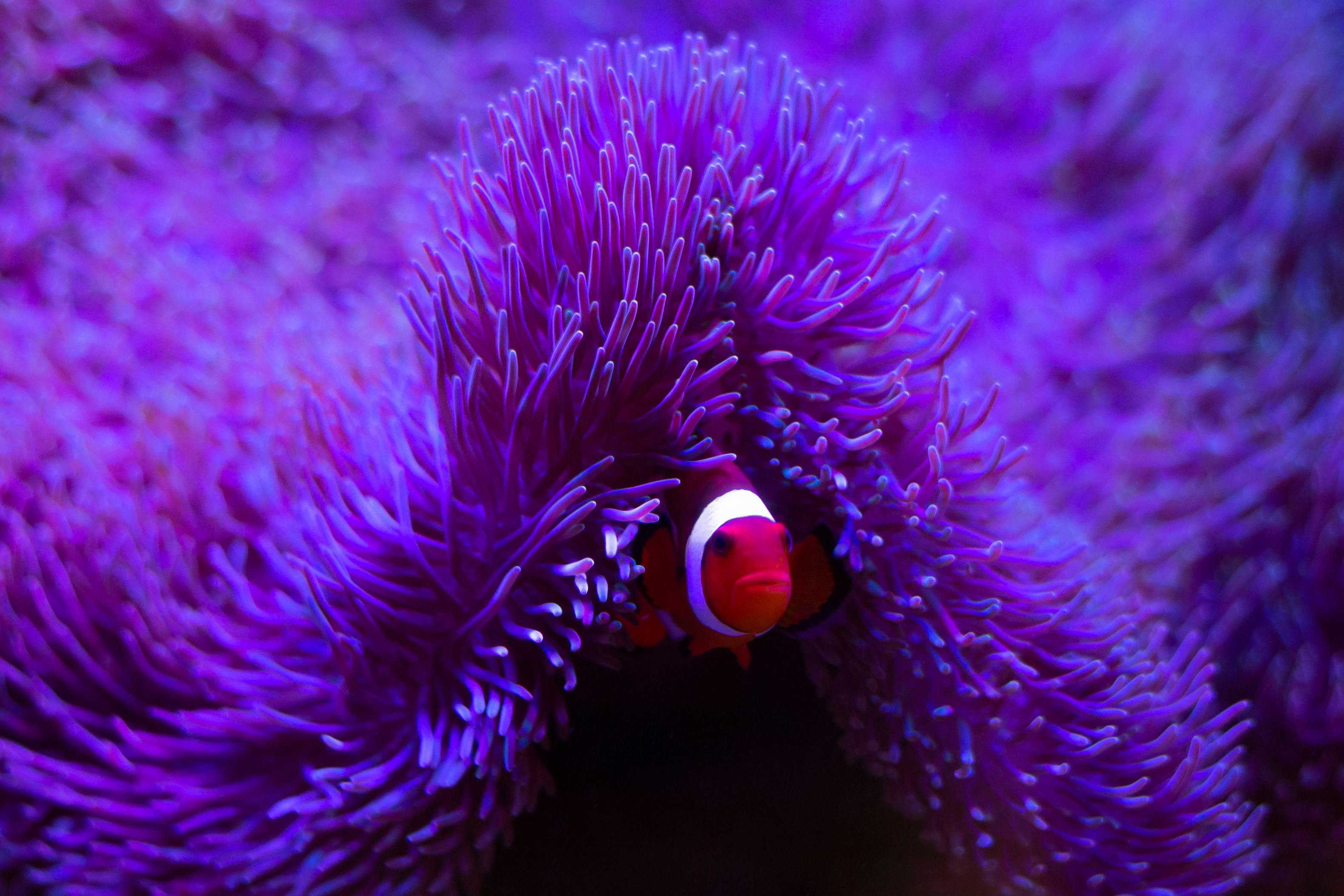 Understanding Fish Behavior: What Your Fish Are Trying to Tell You Understanding Fish Behavior: What Your Fish Are Trying to Tell You