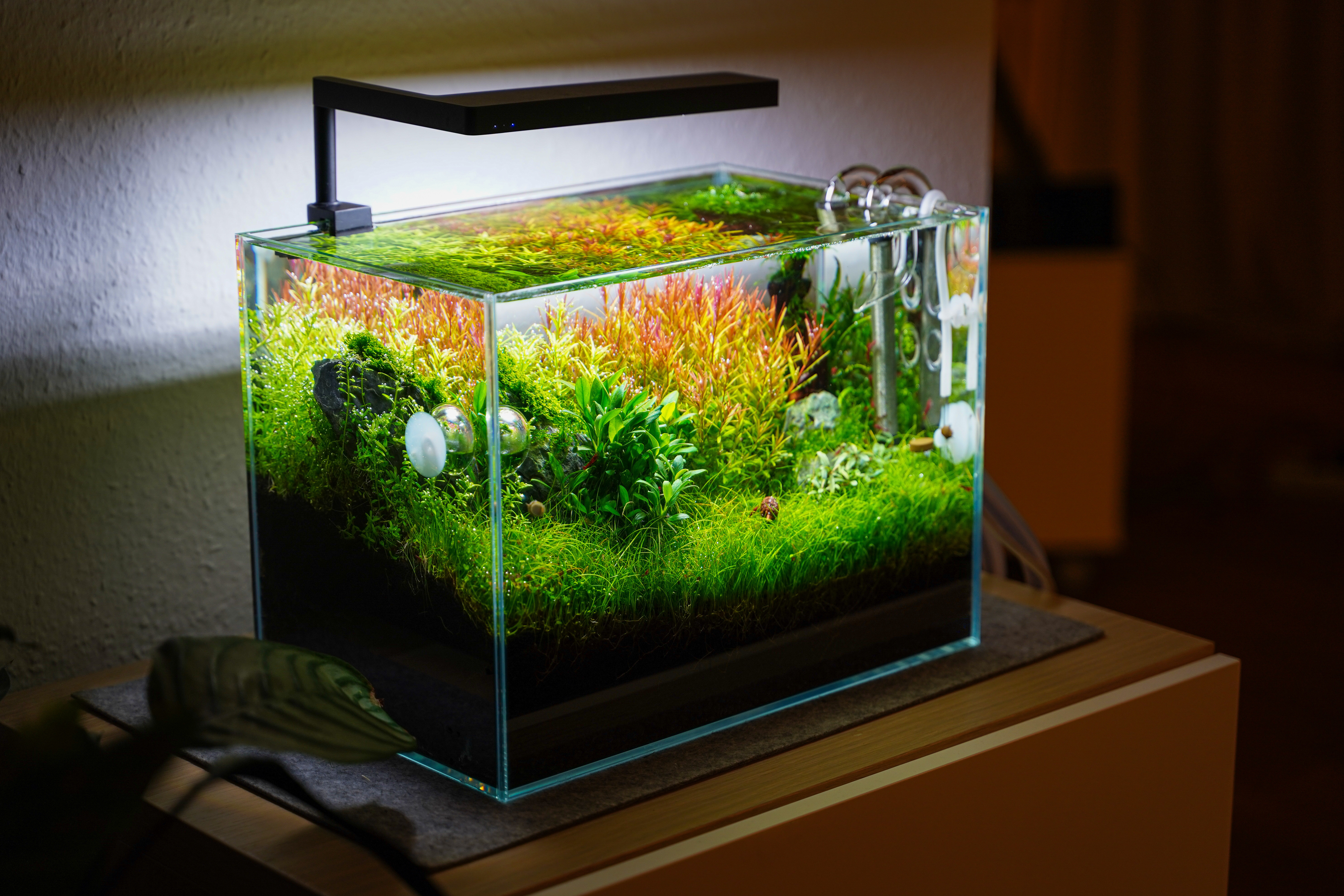The Future of Aquascaping: Innovations and Emerging Techniques The Future of Aquascaping: Innovations and Emerging Techniques