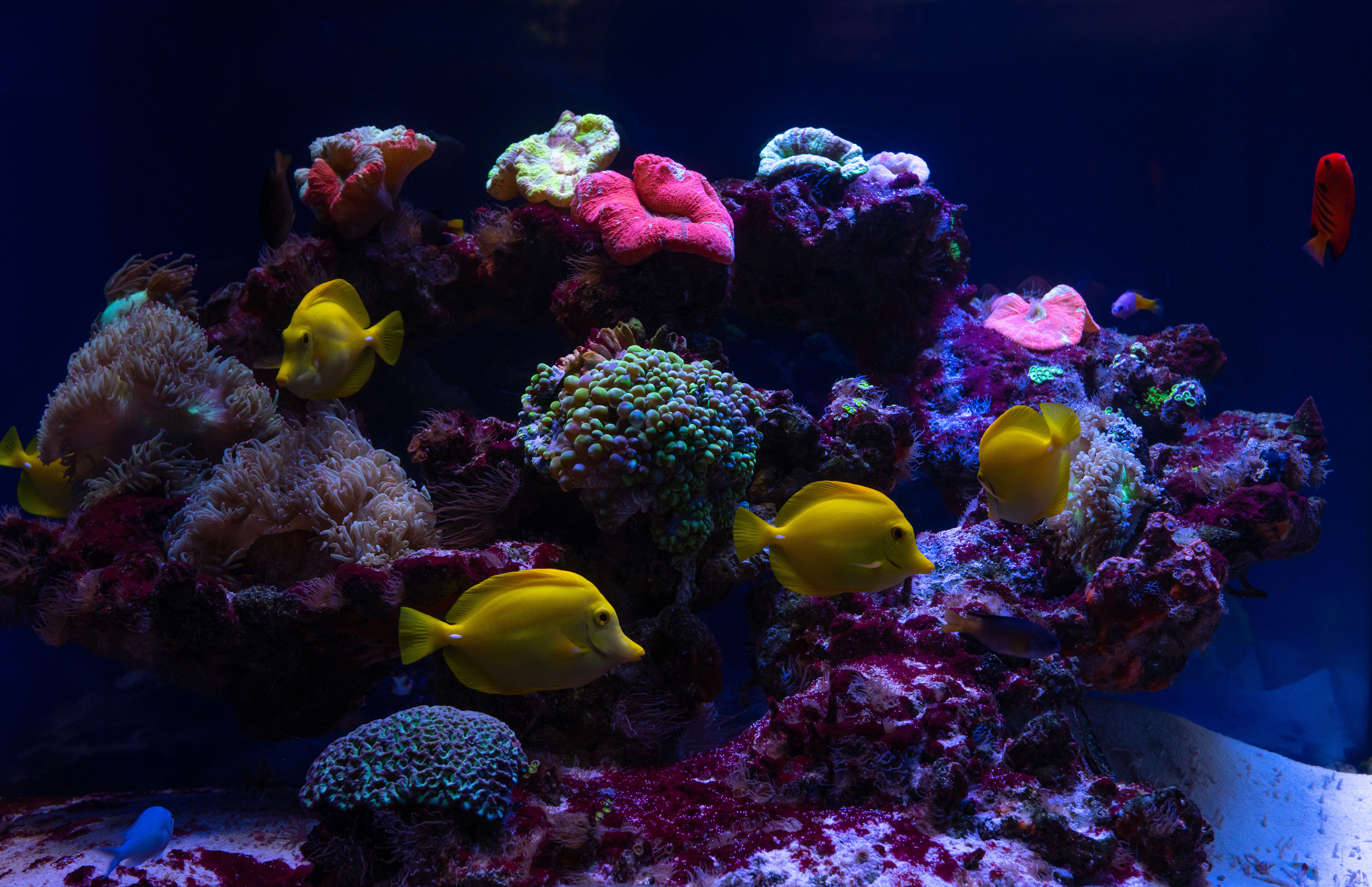 Aquarium Filtration Systems: Choosing the Right One for Your Tank Aquarium Filtration Systems: Choosing the Right One for Your Tank